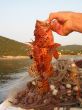 Hvar 020.jpg